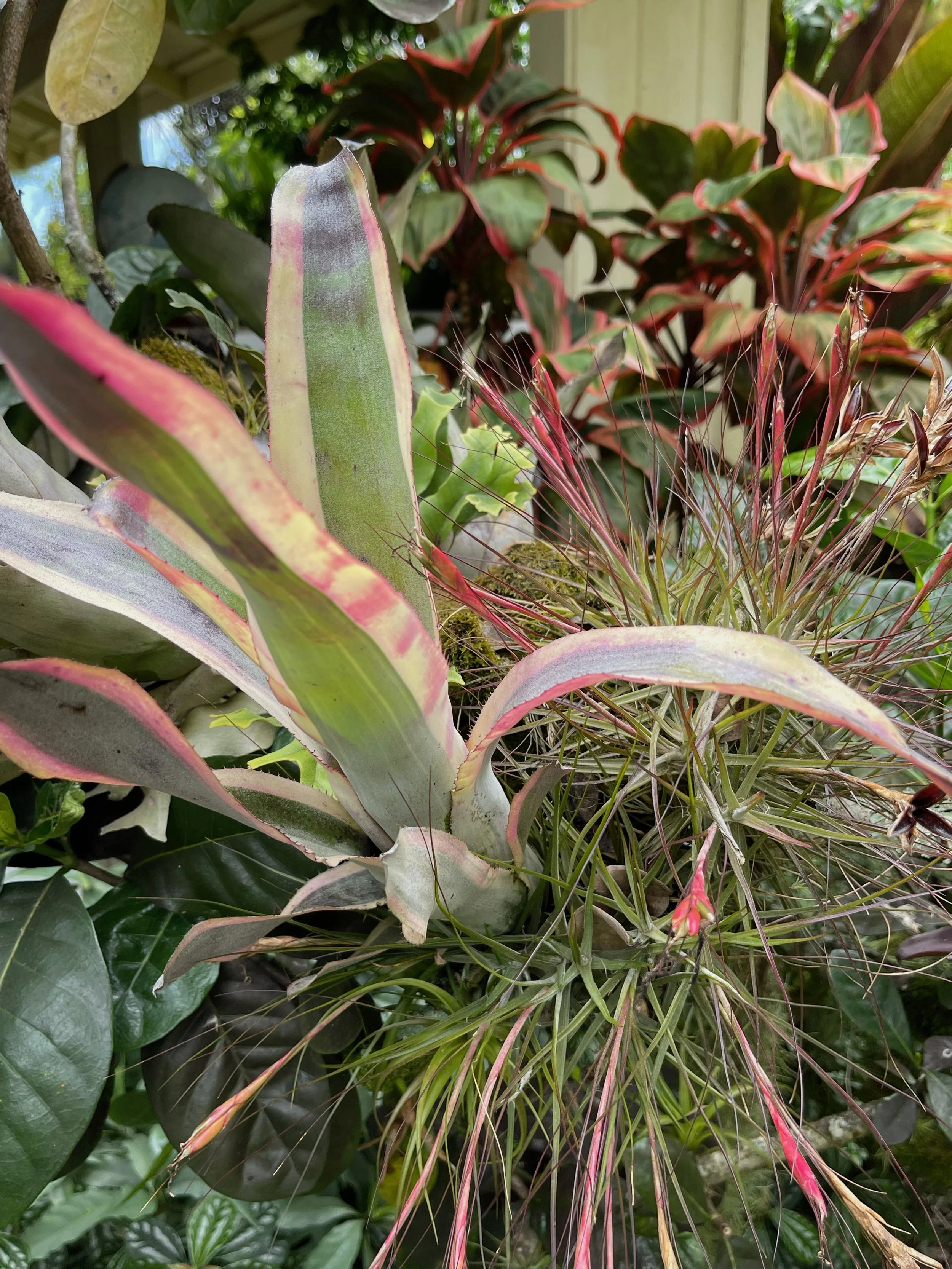 Canmea 'Galaxy' Albomarginata — Vintage Green Farms with Tom Canmea 'Galaxy' Albomarginata — Vintage Green Farms with Tom